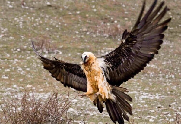 Самые брутальные птицы в мире: они красят перья в цвет крови и питаются костями - Hi-News.ru