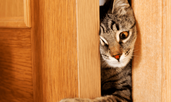 Как кошкам удается протискиваться сквозь самые узкие щели — вот, в чем их секрет - Hi-News.ru