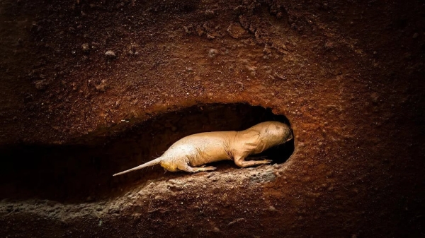 Какое животное на Земле не стареет и почему? - Hi-News.ru