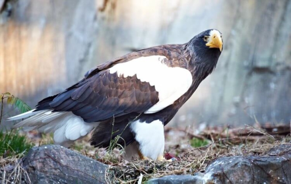 Самая большая птица в России: если вы ее увидите, будете шокированы - Hi-News.ru