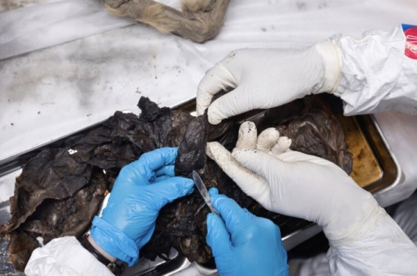 Древние волки ели людей – правда или нет? В России изучают останки возрастом 44 000 лет - Hi-News.ru