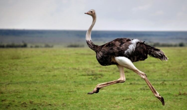 Самые быстрые динозавры за всю историю Земли - Hi-News.ru