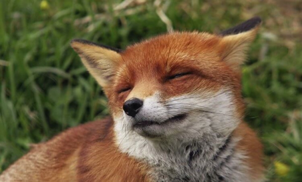 7 хитрых животных, которые охотятся с помощью гениальных ловушек - Hi-News.ru