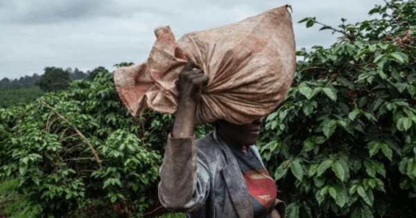 Когда на Земле впервые появилось кофе арабика - Hi-News.ru