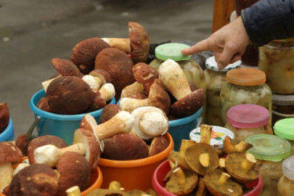 Гигантского сморчкового короля нашел в селе Елбаши житель Новосибирска