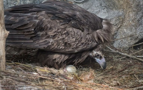 Самая большая птица в России: если вы ее увидите, будете шокированы - Hi-News.ru