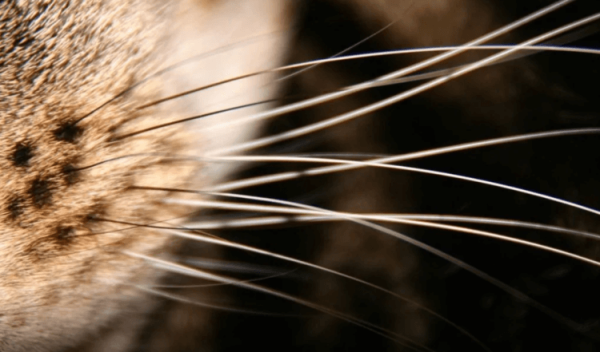 Как кошкам удается протискиваться сквозь самые узкие щели — вот, в чем их секрет - Hi-News.ru