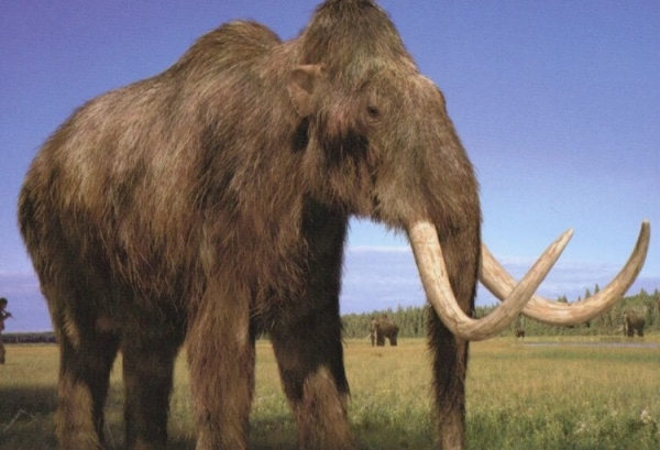 Кто такие мастодонты и чем они отличаются от мамонтов - Hi-News.ru