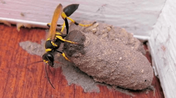 В Москве из-за жары появились два вида опасных ос — что необходимо знать? - Hi-News.ru