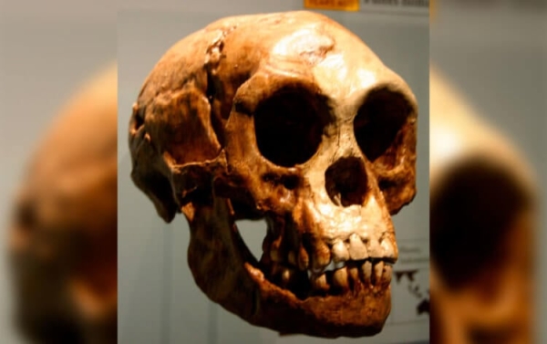 В Индонезии жили «хоббиты» ростом около 100 сантиметров: ученые находят все больше скелетов - Hi-News.ru