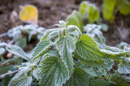 Точную дату бабьего лета-2023 назвали в Новосибирске