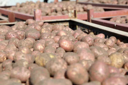 Когда рубить и квасить капусту осенью-2023, рассказали эксперты