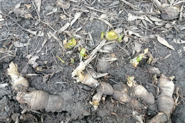 Весенние первоцветы появились из-под снега в Новосибирске