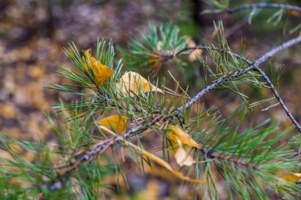 Бабье лето и заморозки: прогноз погоды на сентябрь-2023 опубликован в Новосибирске