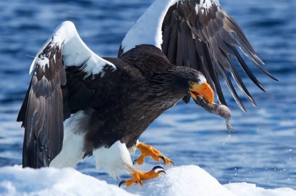 Самая большая птица в России: если вы ее увидите, будете шокированы - Hi-News.ru