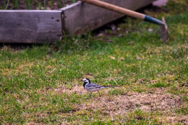 Агроном Мармулев предупредил новосибирских дачников о коварстве жары в апреле
