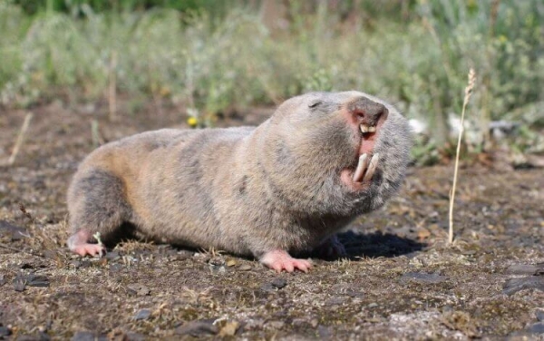 5 удивительных животных, которые живут только в России - Hi-News.ru