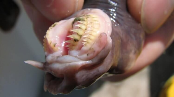 Тихоокеанская миксина — древнее глубоководное существо, которое способно задушить акулу - Hi-News.ru