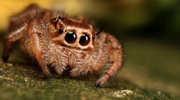 Какие виды пауков живут в квартирах России: вы их точно видели - Hi-News.ru