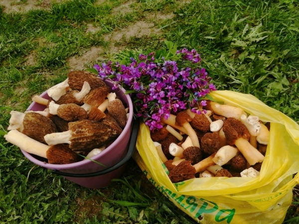 Гигантского сморчкового короля нашел в селе Елбаши житель Новосибирска