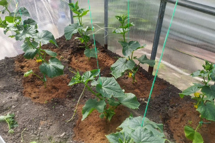 Глафира Горошница и Левон Огуречник – сроки высадки рассады в грунт напомнили новосибирцам