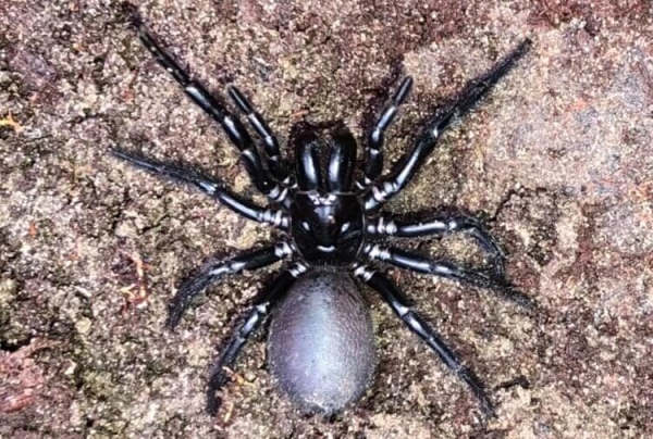 5 самых жутких пауков Австралии: вы будете в шоке от фотографий - Hi-News.ru