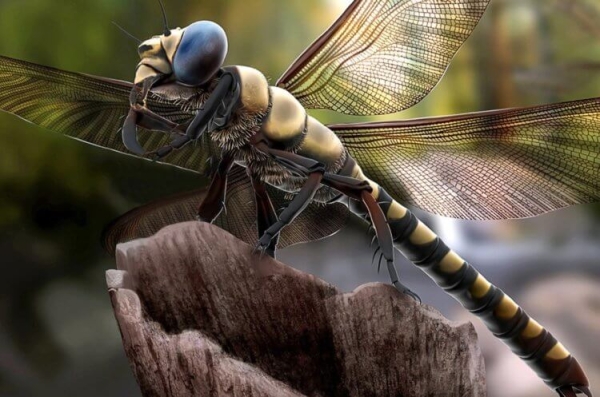 Почему 300 миллионов лет назад на Земле жили гигантские насекомые - Hi-News.ru