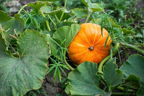 Тыкву весом 345 кг вырастил историк из села Каменка под Новосибирском