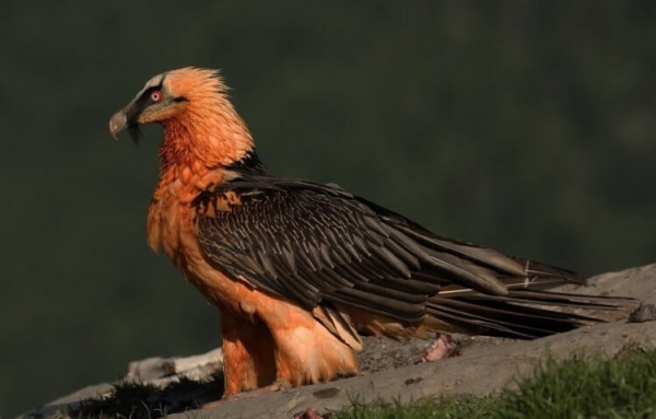 Самые брутальные птицы в мире: они красят перья в цвет крови и питаются костями - Hi-News.ru