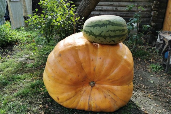 Тыкву весом 345 кг вырастил историк из села Каменка под Новосибирском
