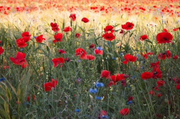 Почему растения зеленые? Ответ сложнее, чем вы думаете - Hi-News.ru