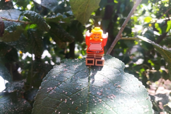 Тля сожрет всё: о влиянии ливней и жары на посадки рассказал агроном Мармулев