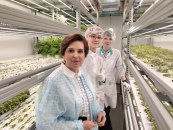 Сколько оливье и селедки под шубой можно съесть на Новый год, рассказала диетолог