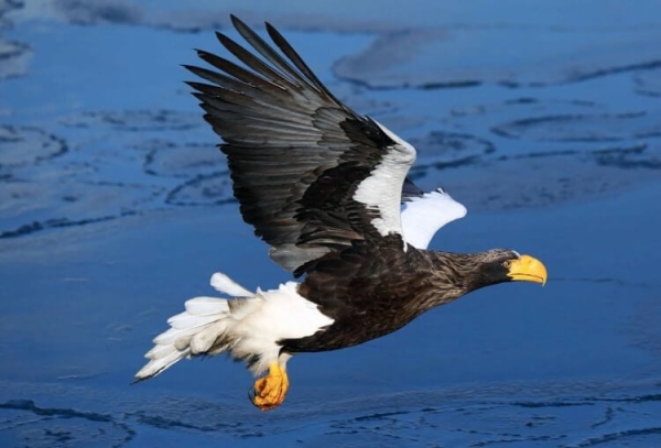 Самая большая птица в России: если вы ее увидите, будете шокированы - Hi-News.ru