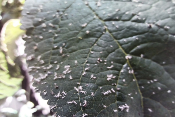 Тля сожрет всё: о влиянии ливней и жары на посадки рассказал агроном Мармулев