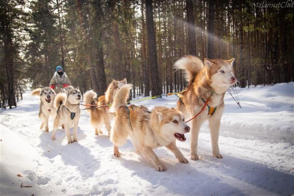 Волшебное время: чем заняться в Новый год в Самарской области?