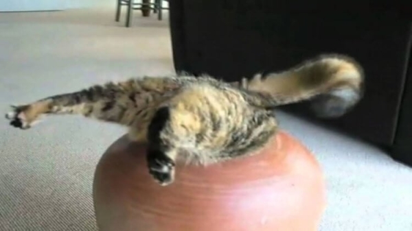 Как кошкам удается протискиваться сквозь самые узкие щели — вот, в чем их секрет - Hi-News.ru