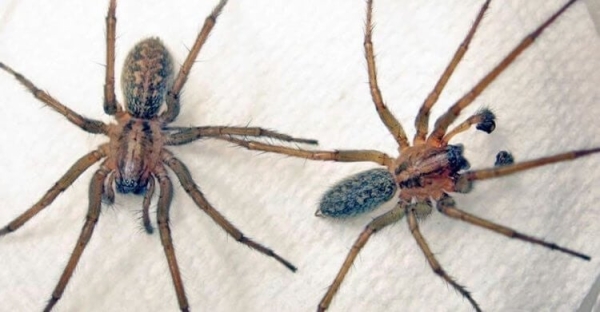 Какие виды пауков живут в квартирах России: вы их точно видели - Hi-News.ru