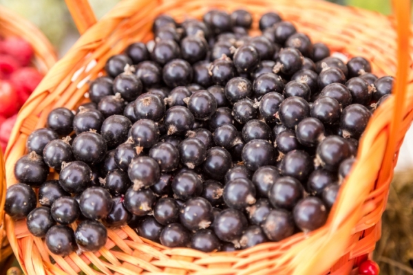 Сроки сбора малины и смородины назвали в ягодных хозяйствах Новосибирска