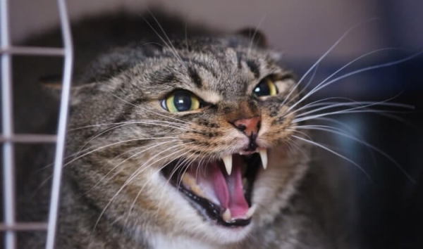 5 странностей в поведении кошек, значения которых вас точно удивят - Hi-News.ru