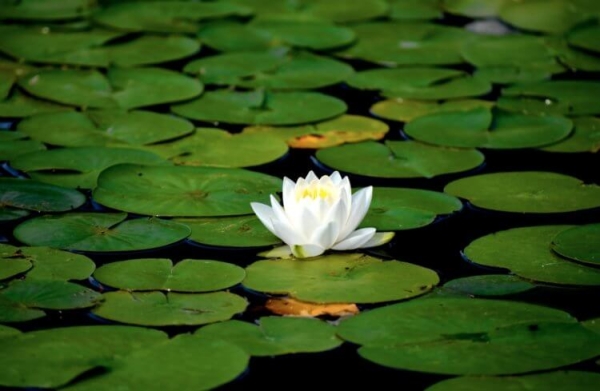 Самый короткий IQ-тест состоит из трех вопросов: попробуйте его пройти - Hi-News.ru