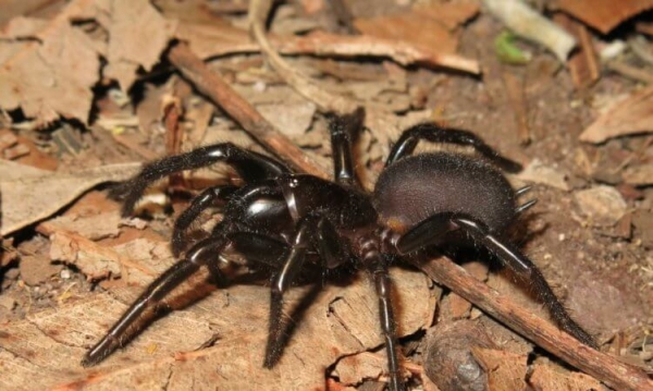 5 самых жутких пауков Австралии: вы будете в шоке от фотографий - Hi-News.ru