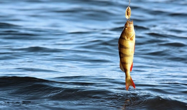 В какую погоду и время лучше ловить рыбу - Hi-News.ru