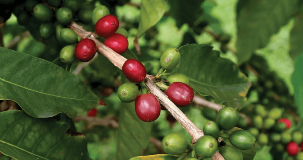 Когда на Земле впервые появилось кофе арабика - Hi-News.ru