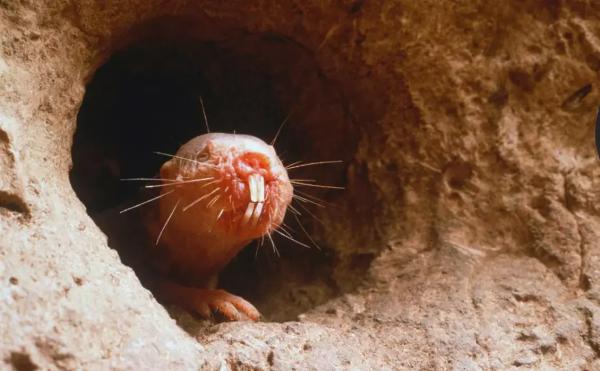 Какое животное на Земле не стареет и почему? - Hi-News.ru