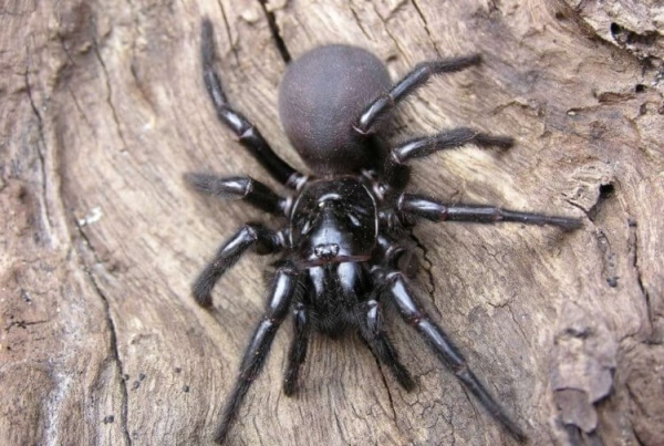5 самых жутких пауков Австралии: вы будете в шоке от фотографий - Hi-News.ru