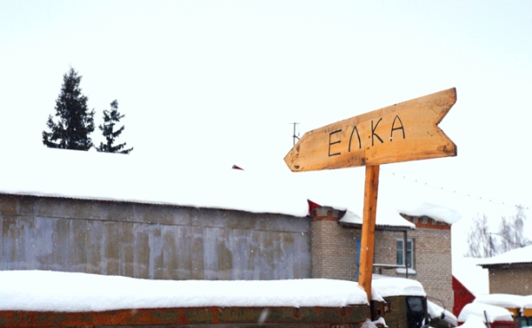 Первые новогодние ели привезли в Новосибирск