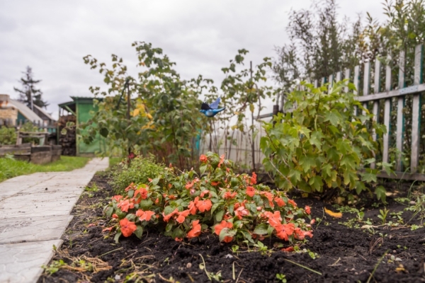 Срочно копать картошку в августе-2024 призвал новосибирцев агроном Мармулев