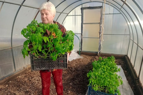 Точные сроки высадки рассады в теплицу назвал новосибирцам овощевод Овечкин