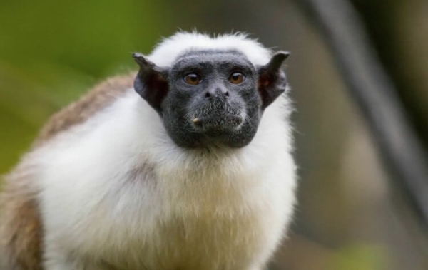 7 хитрых животных, которые охотятся с помощью гениальных ловушек - Hi-News.ru